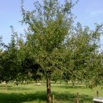 Malus domestica Gravenstein - Arbre Tree
