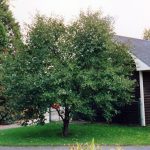 Prunus Montmorency - Arbre Tree